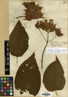 Type specimen at Edinburgh (E). Cuming, Hugh: 1541. Barcode: E00301938.