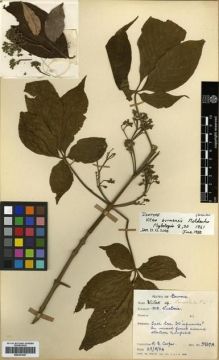 Type specimen at Edinburgh (E). Cooper, Roland: 5969A. Barcode: E00301947.