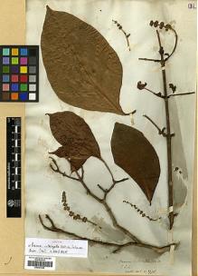 Type specimen at Edinburgh (E). Wallich, Nathaniel: 1778. Barcode: E00301948.