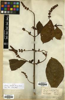 Type specimen at Edinburgh (E). Wallich, Nathaniel: 1778. Barcode: E00301949.