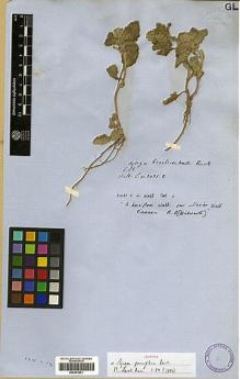 Type specimen at Edinburgh (E). Wallich, Nathaniel: 2031.C. Barcode: E00301961.