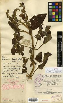 Type specimen at Edinburgh (E). Watt, George: 5127. Barcode: E00301966.