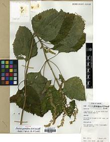 Type specimen at Edinburgh (E). Wood, John: 7044. Barcode: E00301968.