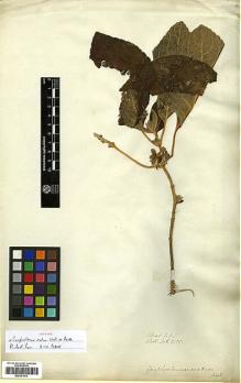 Type specimen at Edinburgh (E). Wallich, Nathaniel: 2155. Barcode: E00301973.