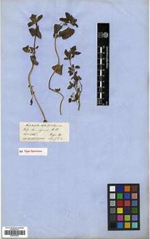 Type specimen at Edinburgh (E). Hooker, Joseph: . Barcode: E00301976.