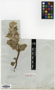 Type specimen at Edinburgh (E). Wallich, Nathaniel: 2070. Barcode: E00301979.