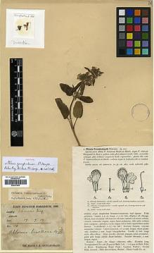 Type specimen at Edinburgh (E). Younghusband, F.: 106. Barcode: E00301984.