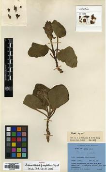Type specimen at Edinburgh (E). Ludlow, Frank; Sherriff, George: 3298. Barcode: E00301985.