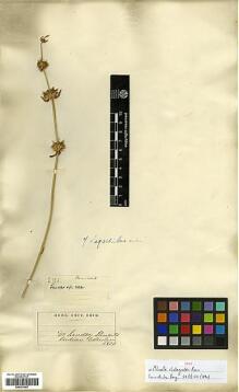 Type specimen at Edinburgh (E). Stewart, J: 2736. Barcode: E00301987.