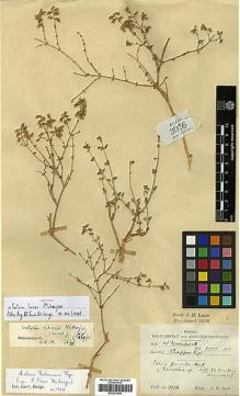 Type specimen at Edinburgh (E). Lace, John: 3976. Barcode: E00301998.