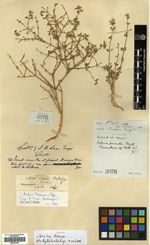 Type specimen at Edinburgh (E). Lace, John: 3976. Barcode: E00301999.