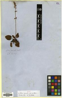 Type specimen at Edinburgh (E). Wallich, Nathaniel: 2147. Barcode: E00302000.