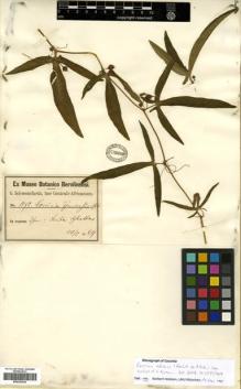 Type specimen at Edinburgh (E). Schweinfurth, George: 1878. Barcode: E00303230.