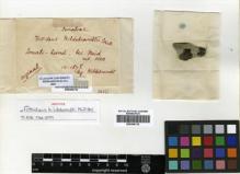 Type specimen at Edinburgh (E). Hildebrandt, Johann: . Barcode: E00304112.