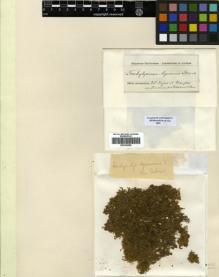 Type specimen at Edinburgh (E). Spruce, Richard: . Barcode: E00304284.