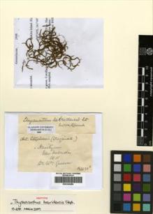 Type specimen at Edinburgh (E). Gunn, William: . Barcode: E00304286.