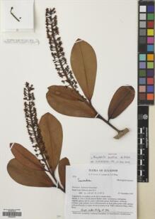 Type specimen at Edinburgh (E). : 3733. Barcode: E00304510. Type specimen at Edinburgh (E). : 3733. Barcode: E00304510.