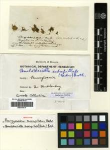 Type specimen at Edinburgh (E). Muhlenberg: . Barcode: E00304514.