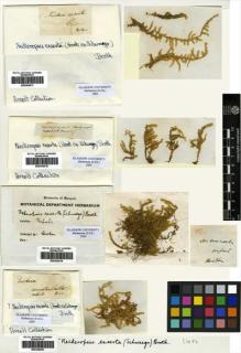 Type specimen at Edinburgh (E). Hooker, Joseph: . Barcode: E00304519.