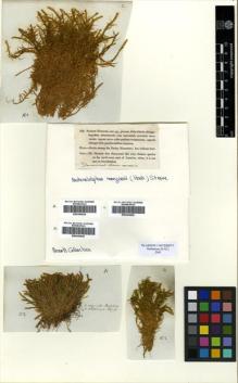 Type specimen at Edinburgh (E). Drummond, Thomas: 162. Barcode: E00304524.