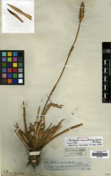 Type specimen at Edinburgh (E). Spruce, Richard: 3229. Barcode: E00305888.