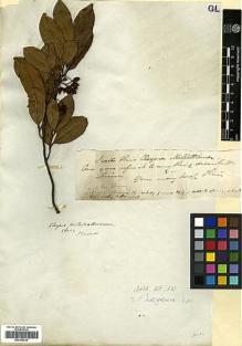 Type specimen at Edinburgh (E). Millett, Charles: . Barcode: E00306439.