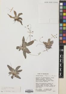 Type specimen at Edinburgh (E). Clement, Rosemary .A.; Phillipson, P.B. & Rafamantanantsoa, G.: 2019. Barcode: E00309741.