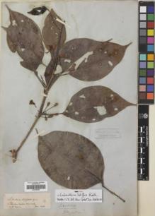 Type specimen at Edinburgh (E). Spruce, Richard: . Barcode: E00309869.