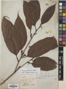 Type specimen at Edinburgh (E). Schomburgk, Robert: 920. Barcode: E00309874.