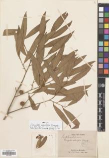 Type specimen at Edinburgh (E). Thorel, Clovis: . Barcode: E00310548.