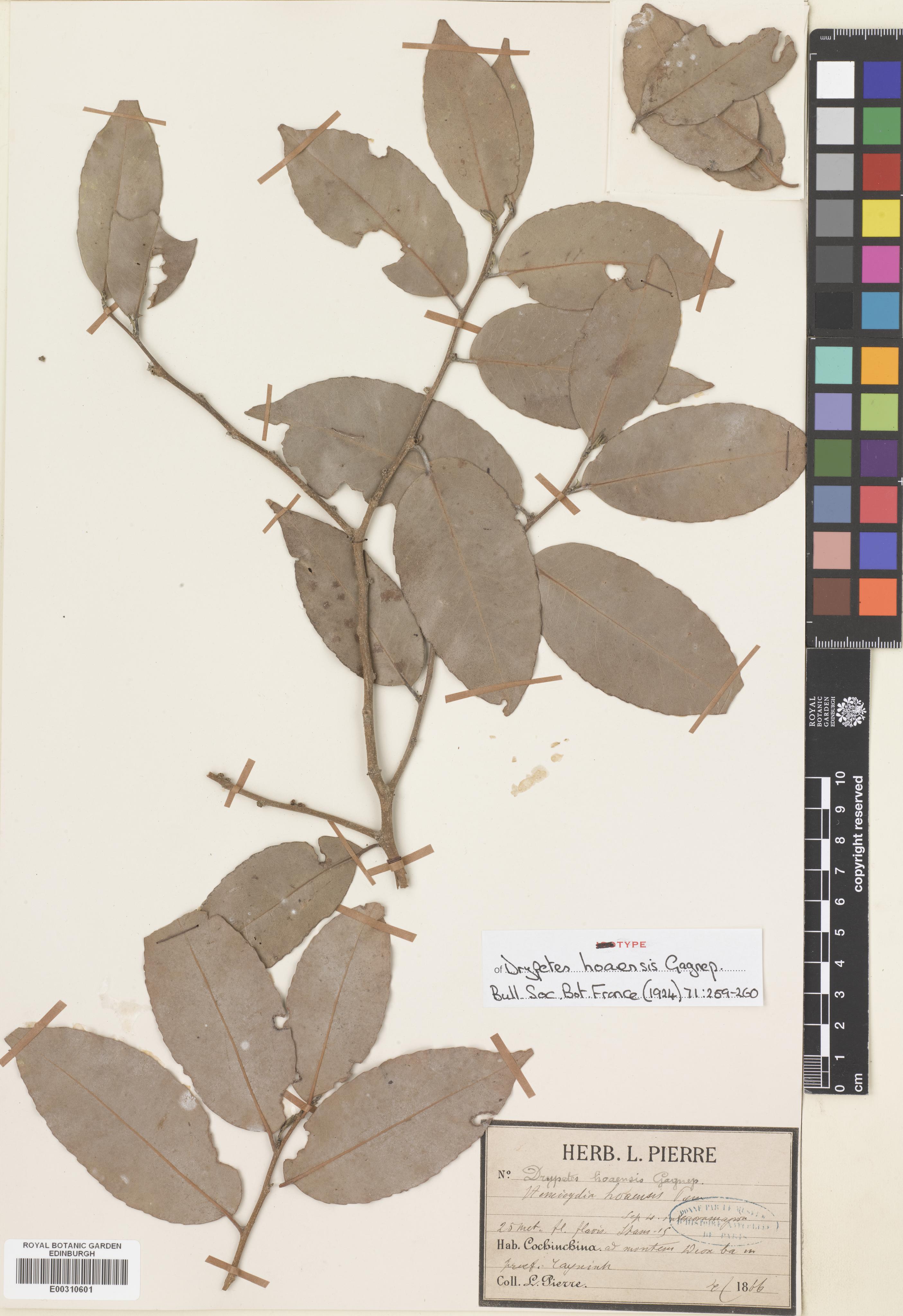 Drypetes hoaensis — ảnh 2