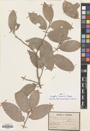Drypetes hoaensis — ảnh 3