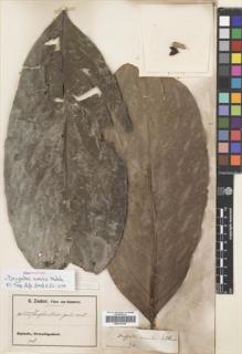 Type specimen at Edinburgh (E). Zenker, Georg: 3527. Barcode: E00310709.