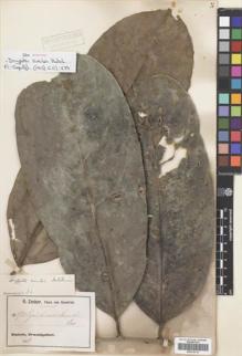 Type specimen at Edinburgh (E). Zenker, Georg: 3721. Barcode: E00310710.
