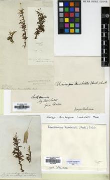 Type specimen at Edinburgh (E). Humboldt, Friedrich: 64. Barcode: E00310834.