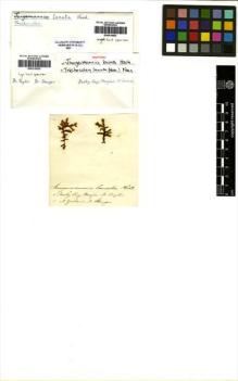 Type specimen at Edinburgh (E). Menzies, Archibald: 20. Barcode: E00310835.