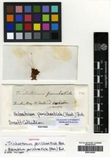 Type specimen at Edinburgh (E). Menzies, Archibald: . Barcode: E00310845.