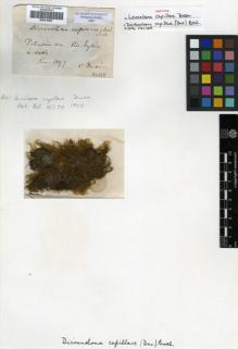 Type specimen at Edinburgh (E). Dusén, Per: . Barcode: E00310847.