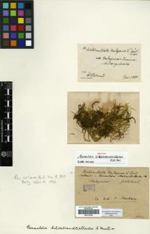 Type specimen at Edinburgh (E). Hildebrandt, Johann: . Barcode: E00310848.