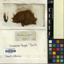 Type specimen at Edinburgh (E). Gardner, D.: . Barcode: E00310874.