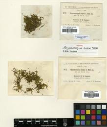 Type specimen at Edinburgh (E). Gollan, W.: . Barcode: E00310963.