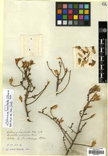 Type specimen at Edinburgh (E). Gillies, John: . Barcode: E00312041.