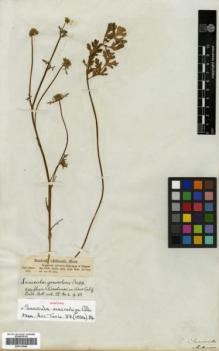 Type specimen at Edinburgh (E). Bertero, Carlo: 601 & 1295. Barcode: E00312046.
