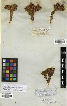 Type specimen at Edinburgh (E). Hooker, Joseph: . Barcode: E00312089.
