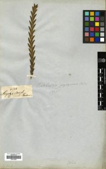 Type specimen at Edinburgh (E). Gardner, George: 4360. Barcode: E00312886.