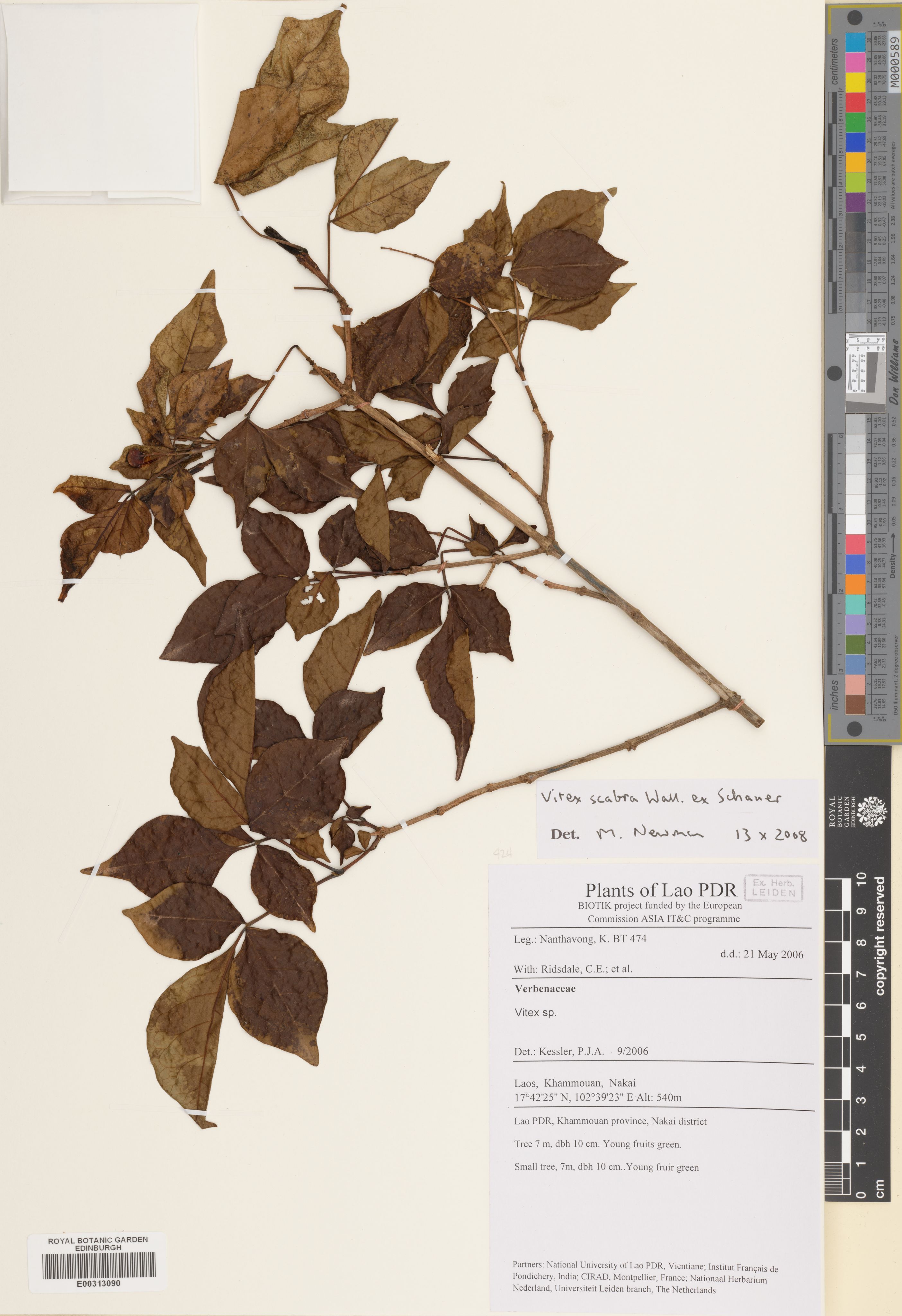 Vitex scabra (Vitex scabra)