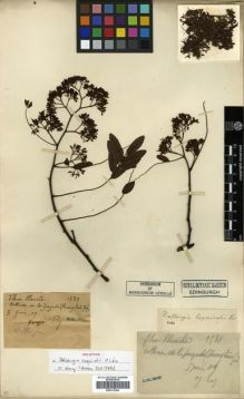 Type specimen at Edinburgh (E). Esquirol, Joseph: 1531. Barcode: E00313504.