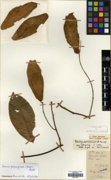 Type specimen at Edinburgh (E). Cavalerie, Pierre: 2631. Barcode: E00313513.