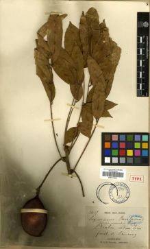 Type specimen at Edinburgh (E). Thorel, Clovis: 1415. Barcode: E00313526.