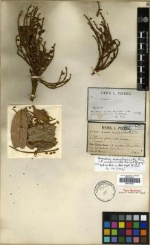 Type specimen at Edinburgh (E). Pierre, Jean: 6041. Barcode: E00313529.